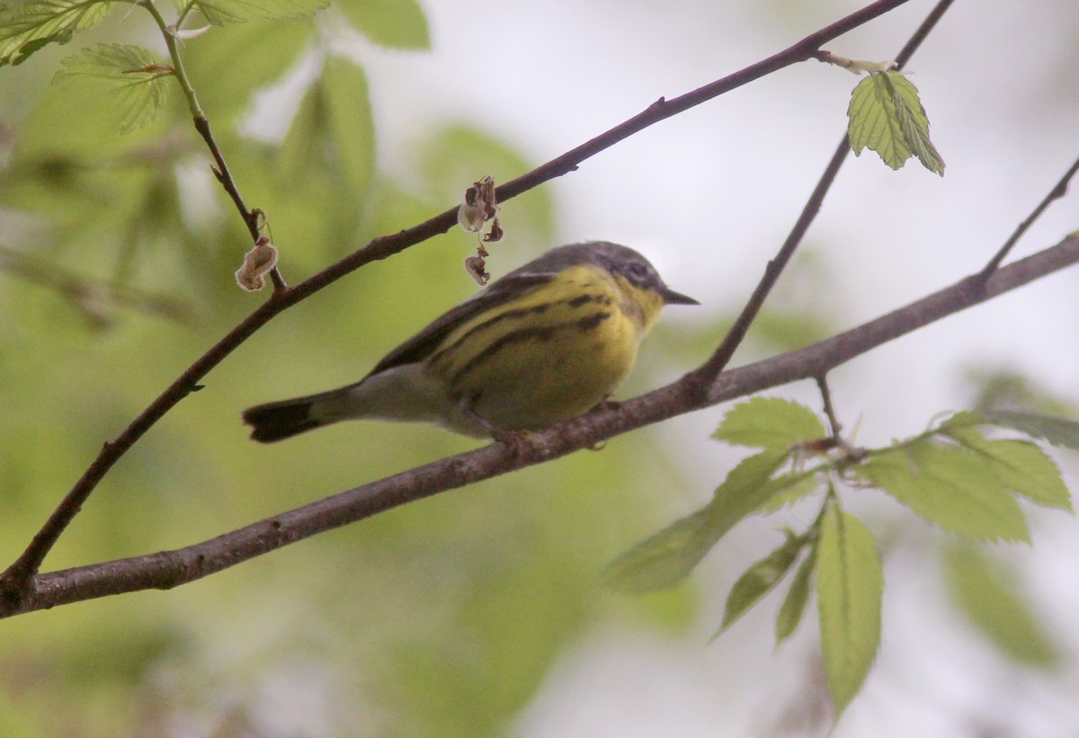 Magnolia Warbler - ML629925218