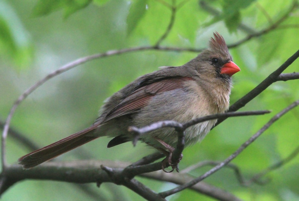 Northern Cardinal - ML629925222