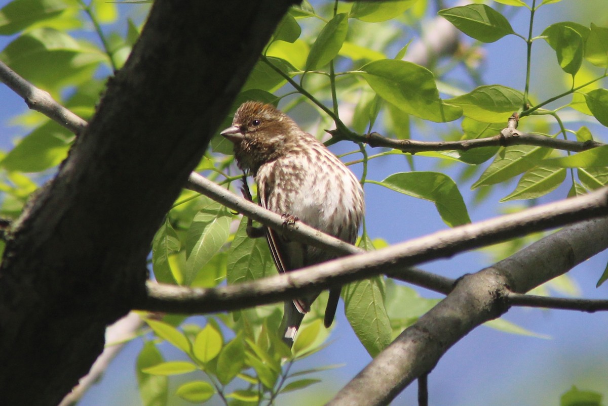 Purple Finch - ML629925295