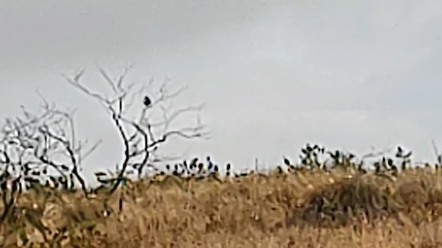 Black Francolin (Eastern) - ML629925351