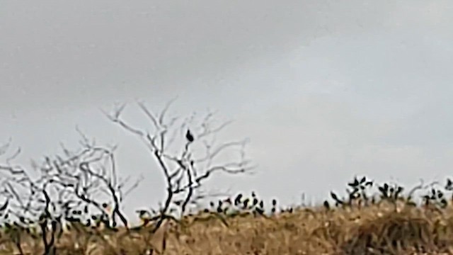 Black Francolin (Eastern) - ML629925352