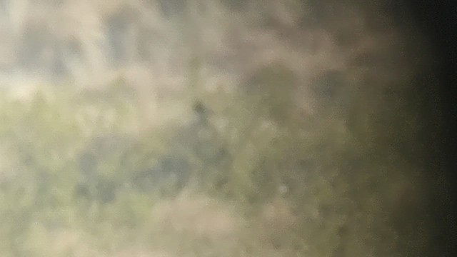 Black Francolin (Eastern) - ML629925407