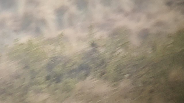 Black Francolin (Eastern) - ML629925408