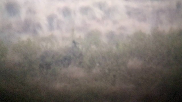 Black Francolin (Eastern) - ML629925409