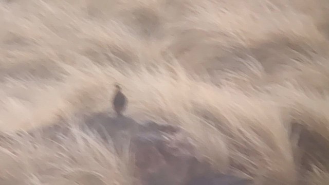 Black Francolin (Eastern) - ML629925410