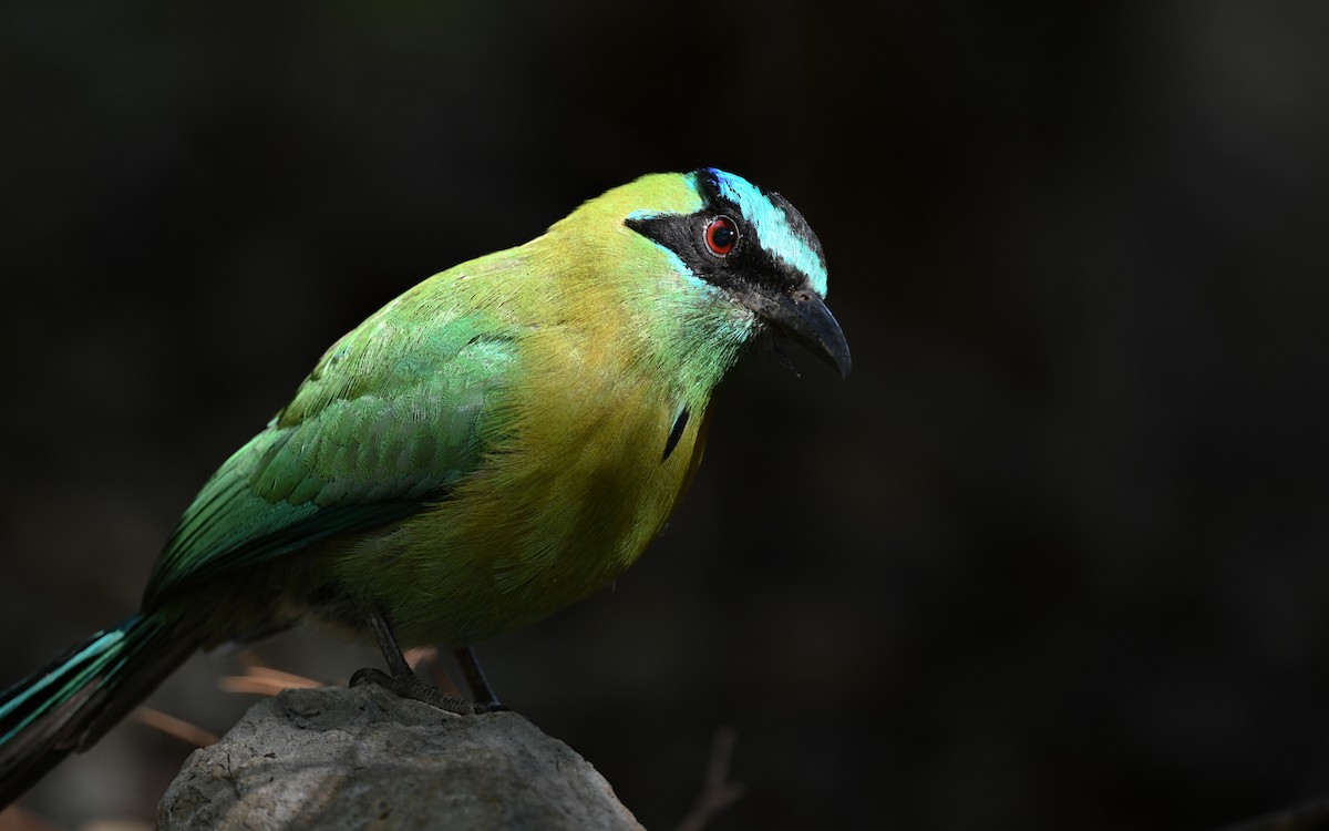 Lesson's Motmot - ML629925416