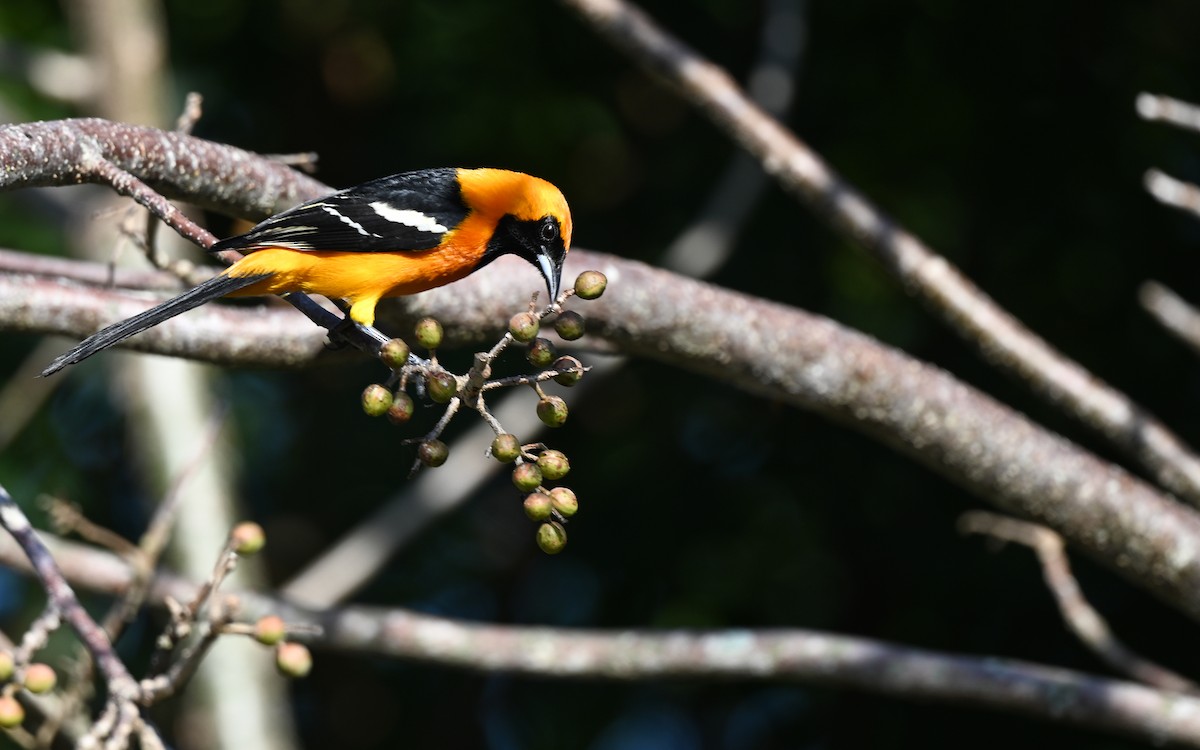 Hooded Oriole (igneus) - ML629925447