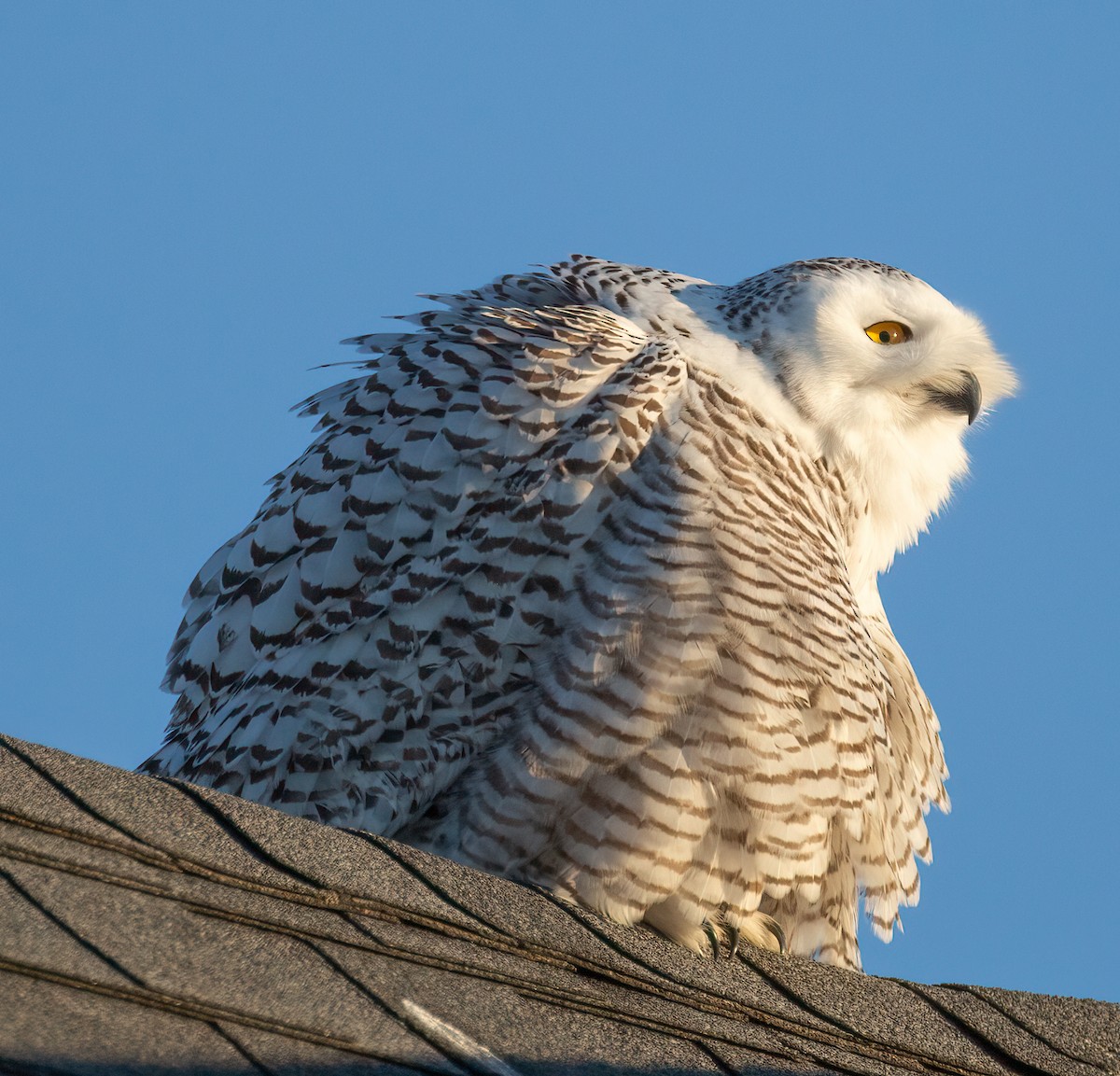 Snowy Owl - ML629925596