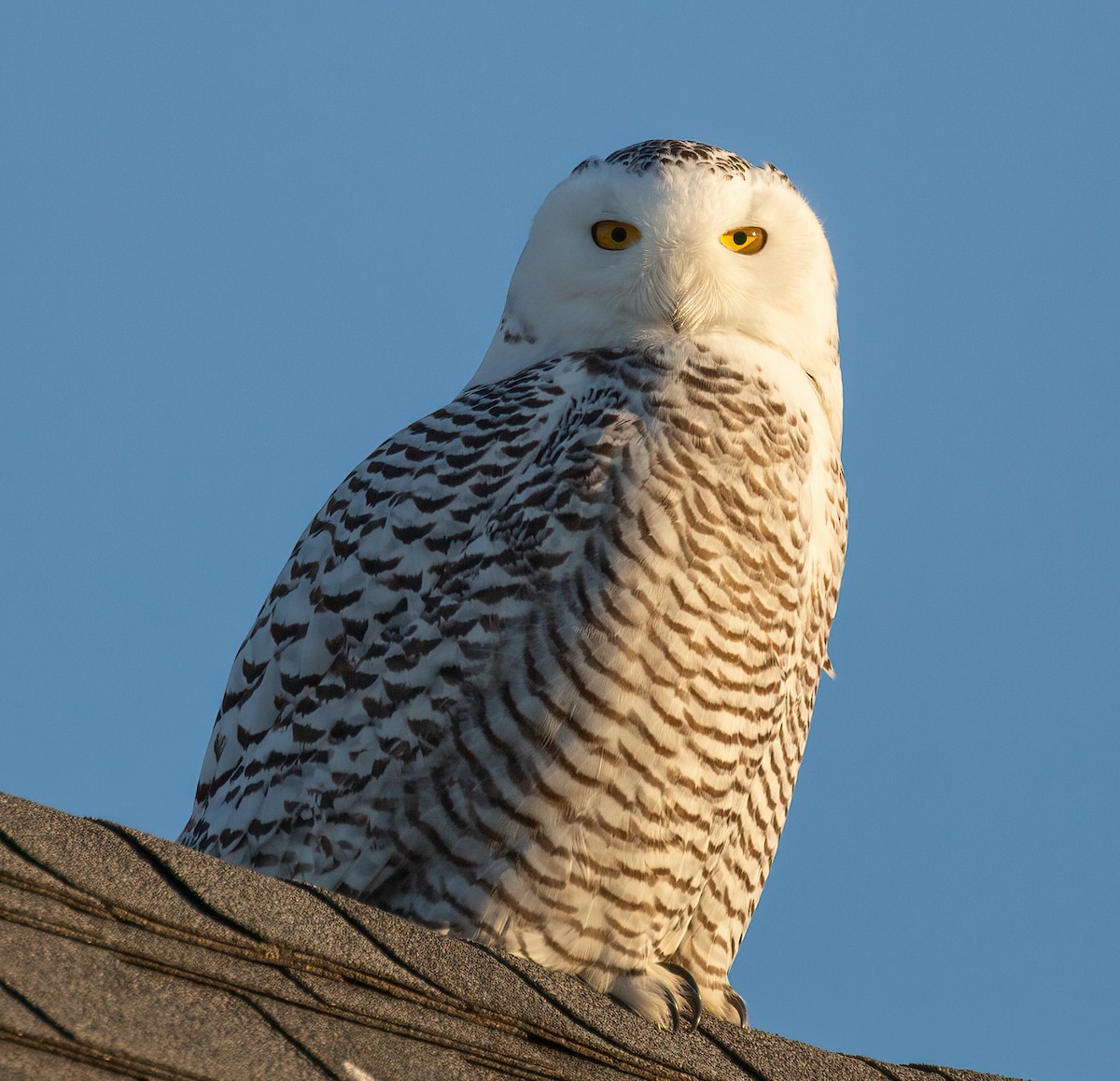 Snowy Owl - ML629925597