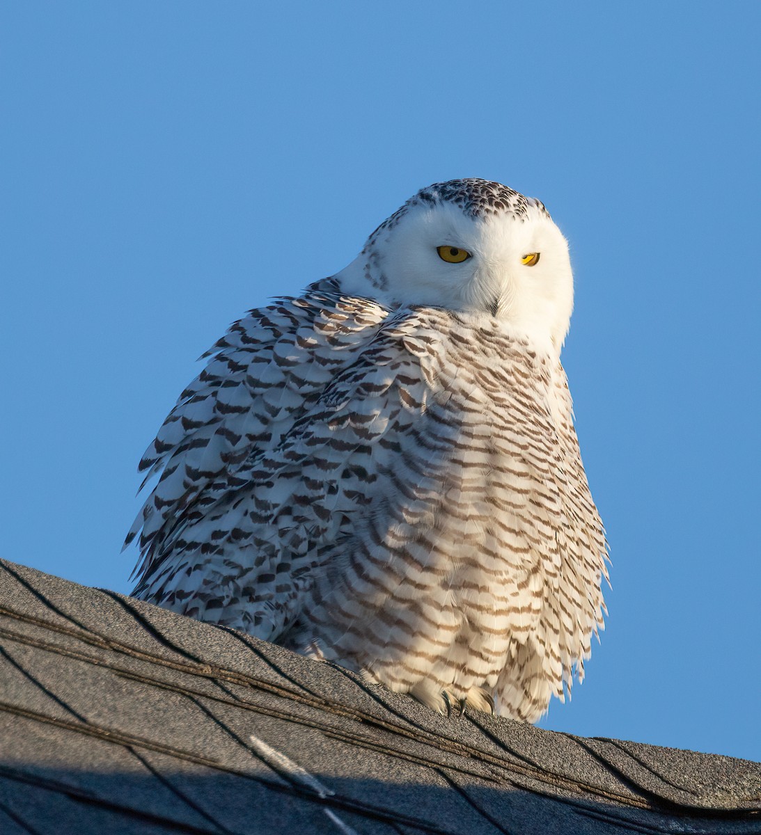 Snowy Owl - ML629925598
