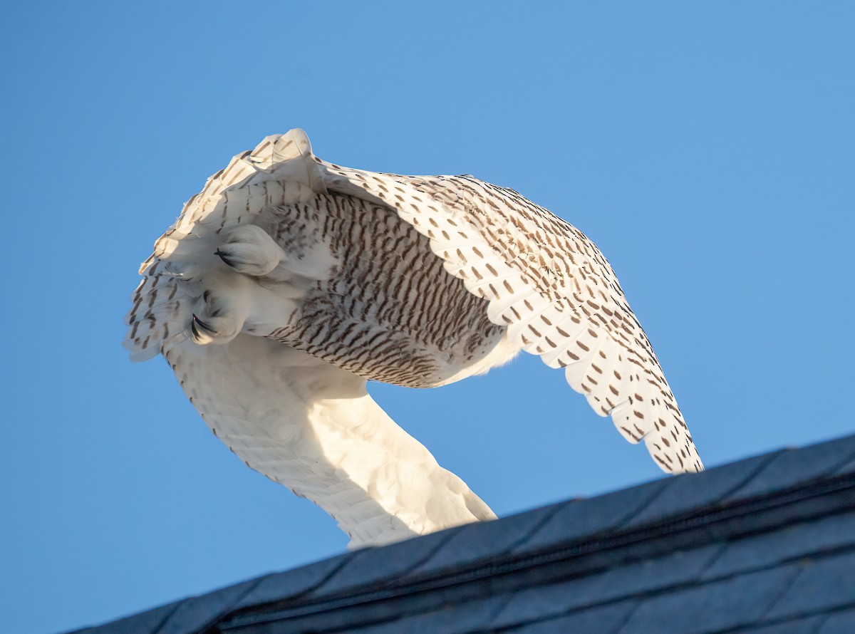 Snowy Owl - ML629925599