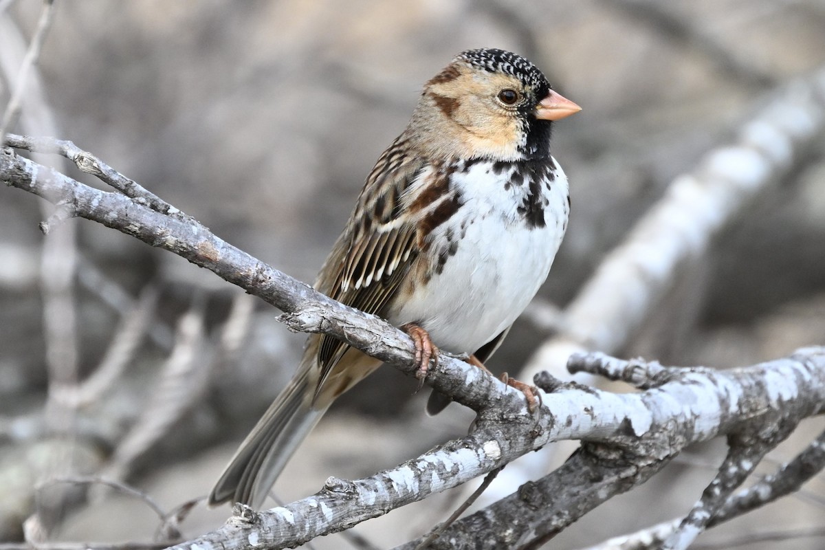 Harris's Sparrow - ML629925706