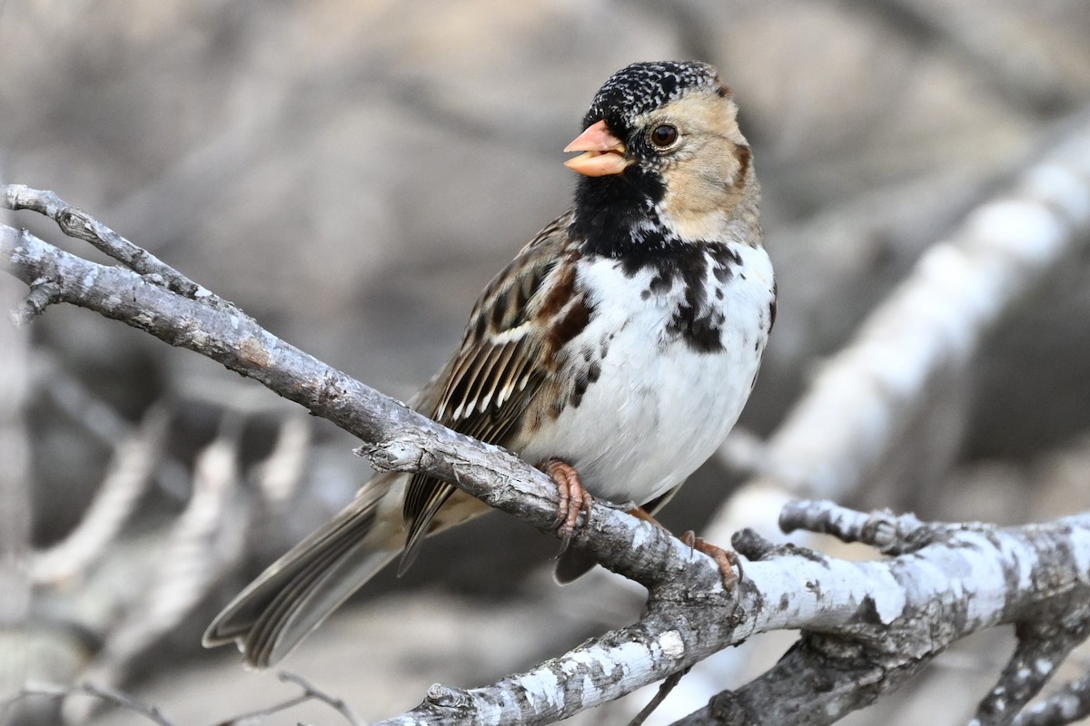 Harris's Sparrow - ML629925708