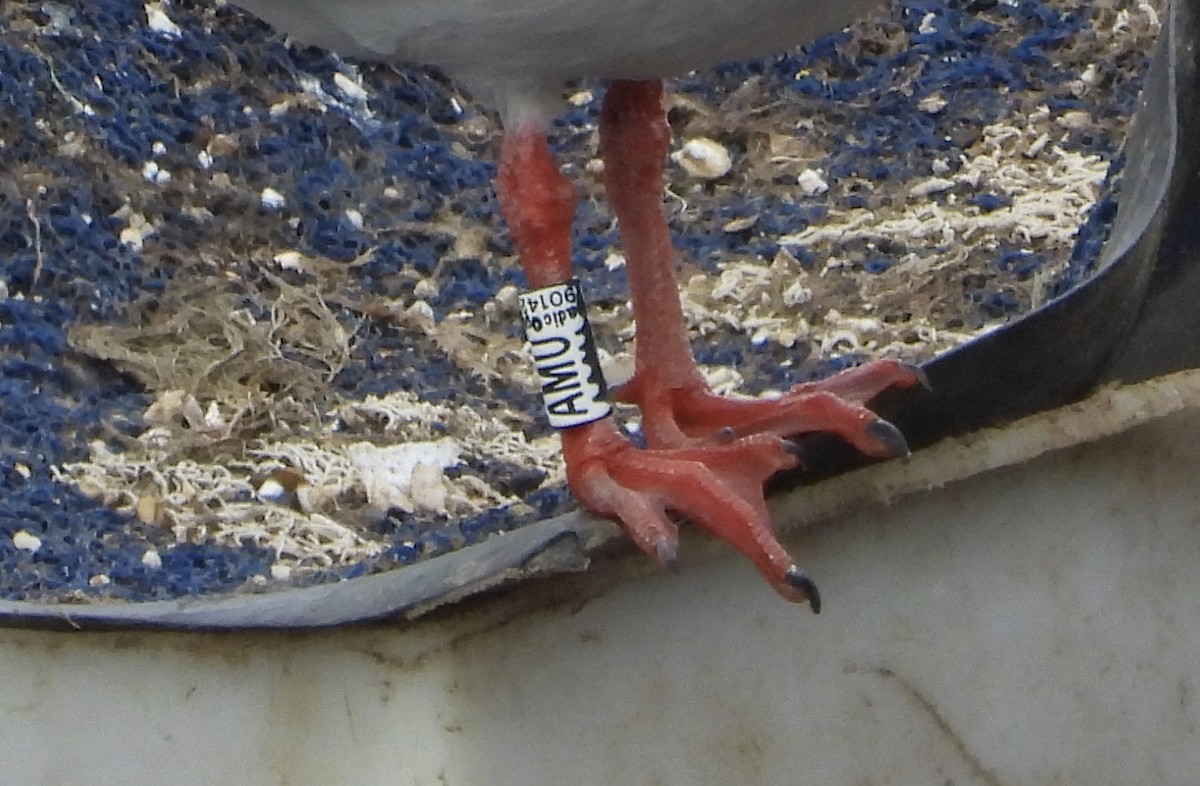 Dolphin Gull - ML629925730