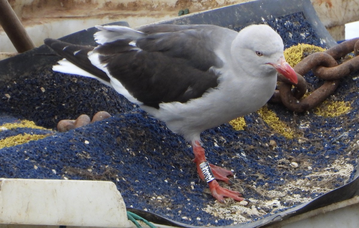 Dolphin Gull - ML629925731