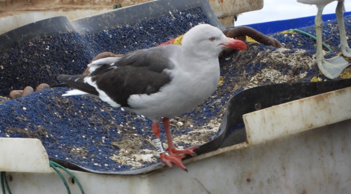 Dolphin Gull - ML629925732