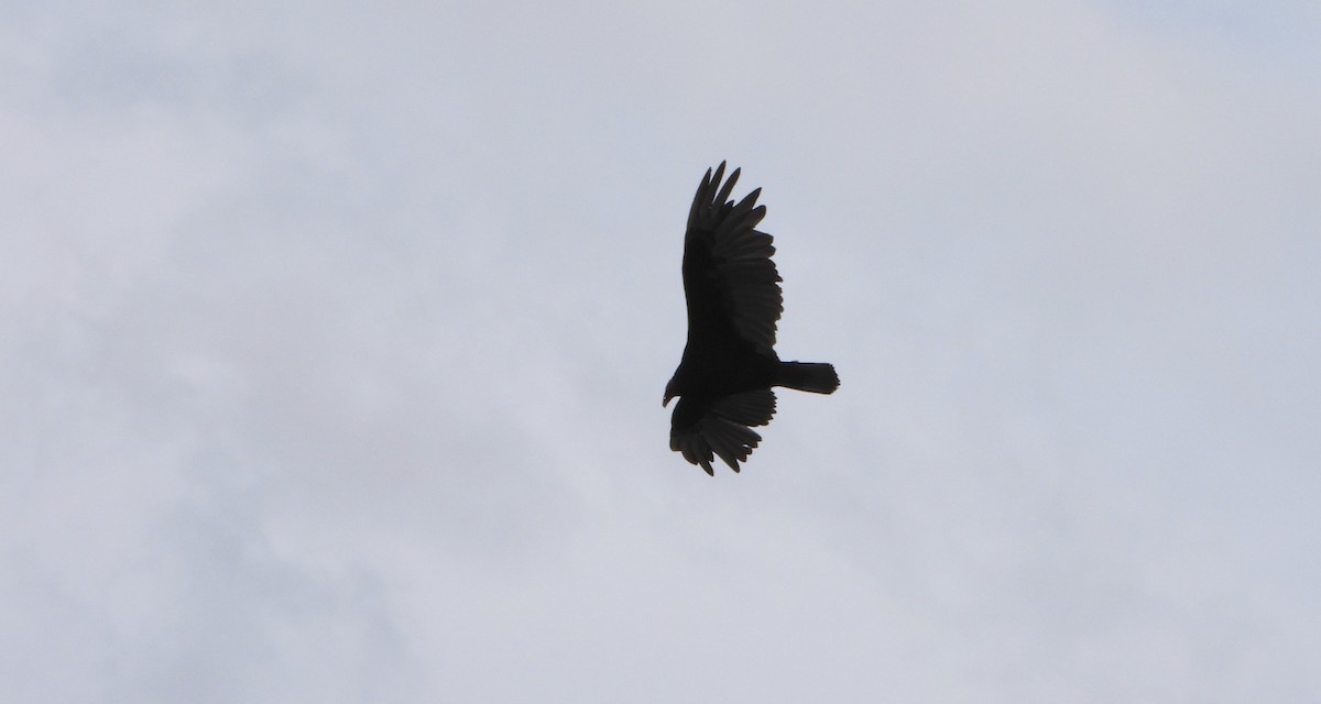 Turkey Vulture - ML629925794