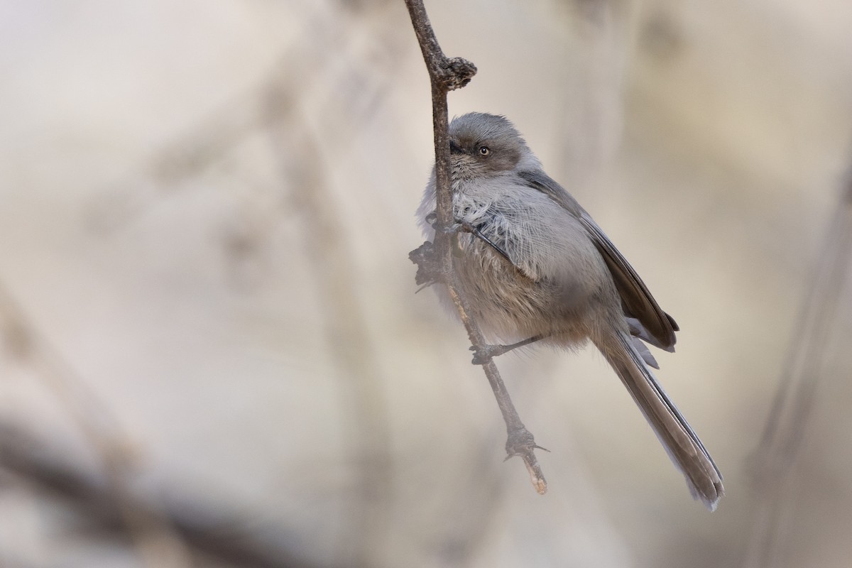 Bushtit - ML629926041
