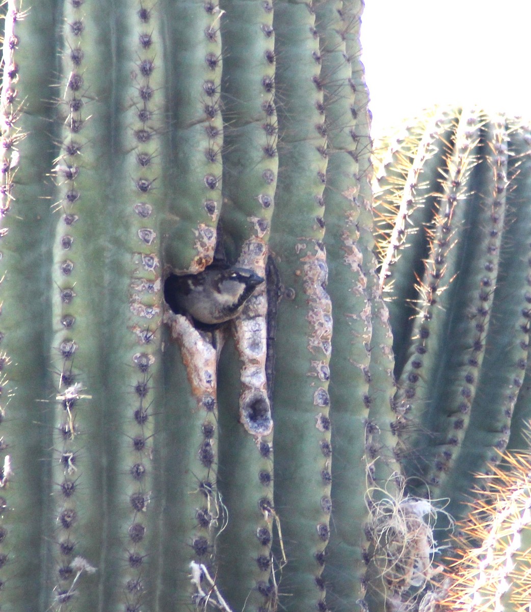 House Sparrow - ML629926105