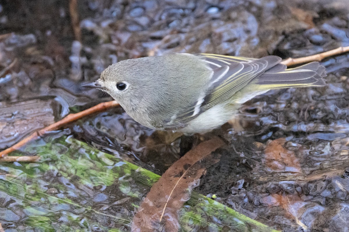 Ruby-crowned Kinglet - ML629926118
