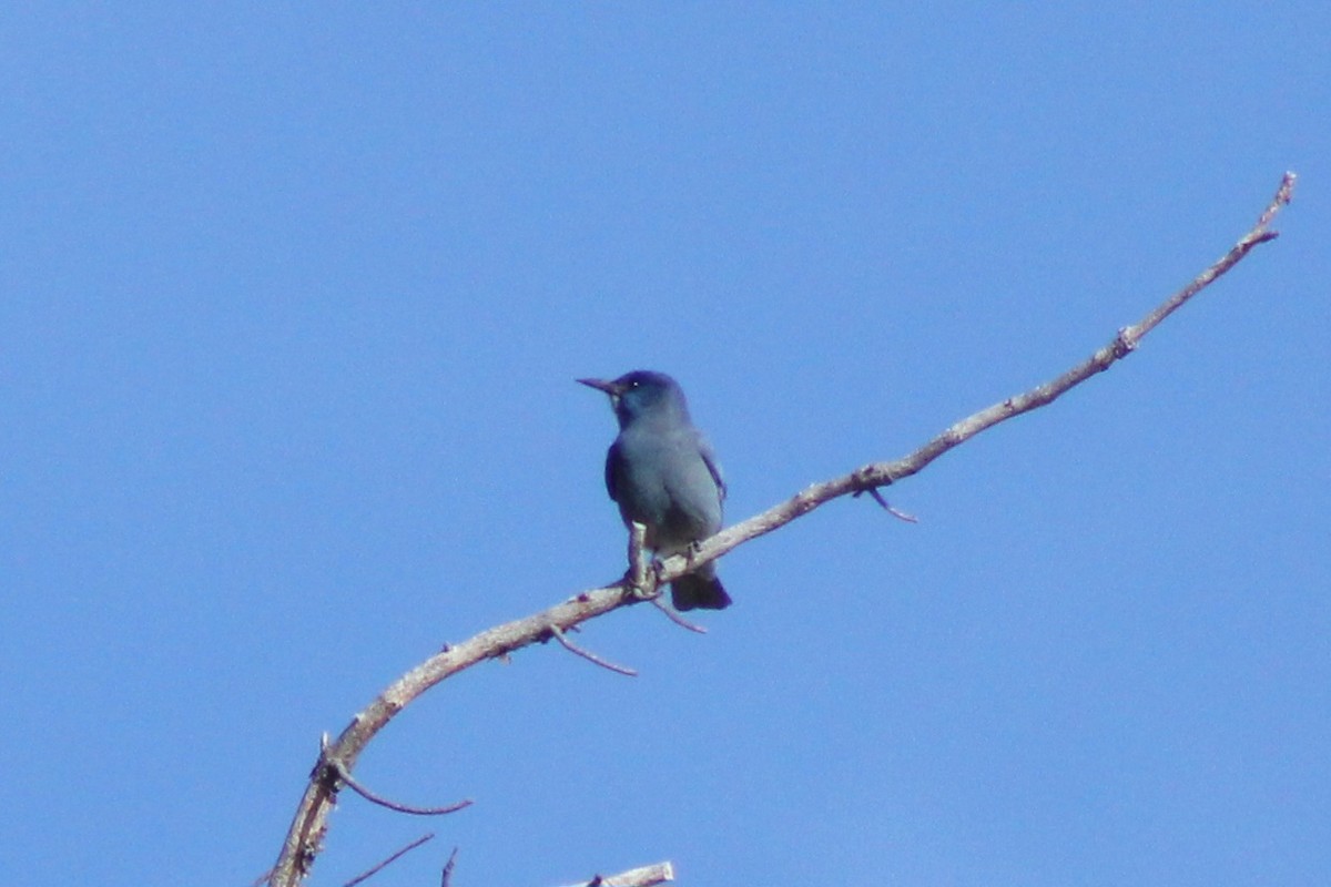 Geai des pinèdes - ML629926212