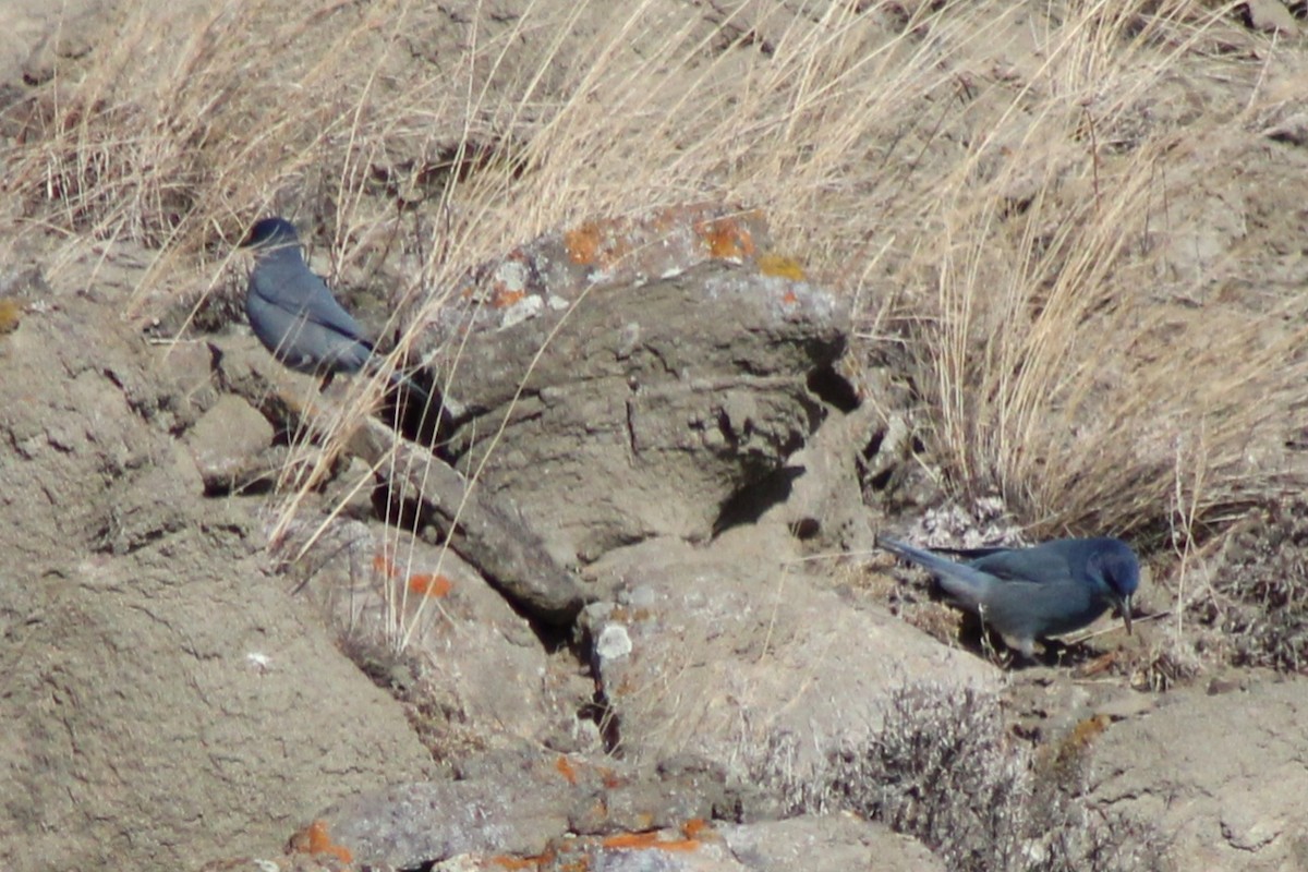 Geai des pinèdes - ML629926216