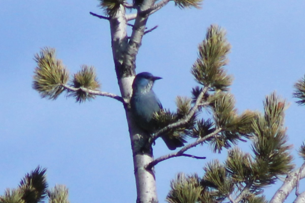 Geai des pinèdes - ML629926230