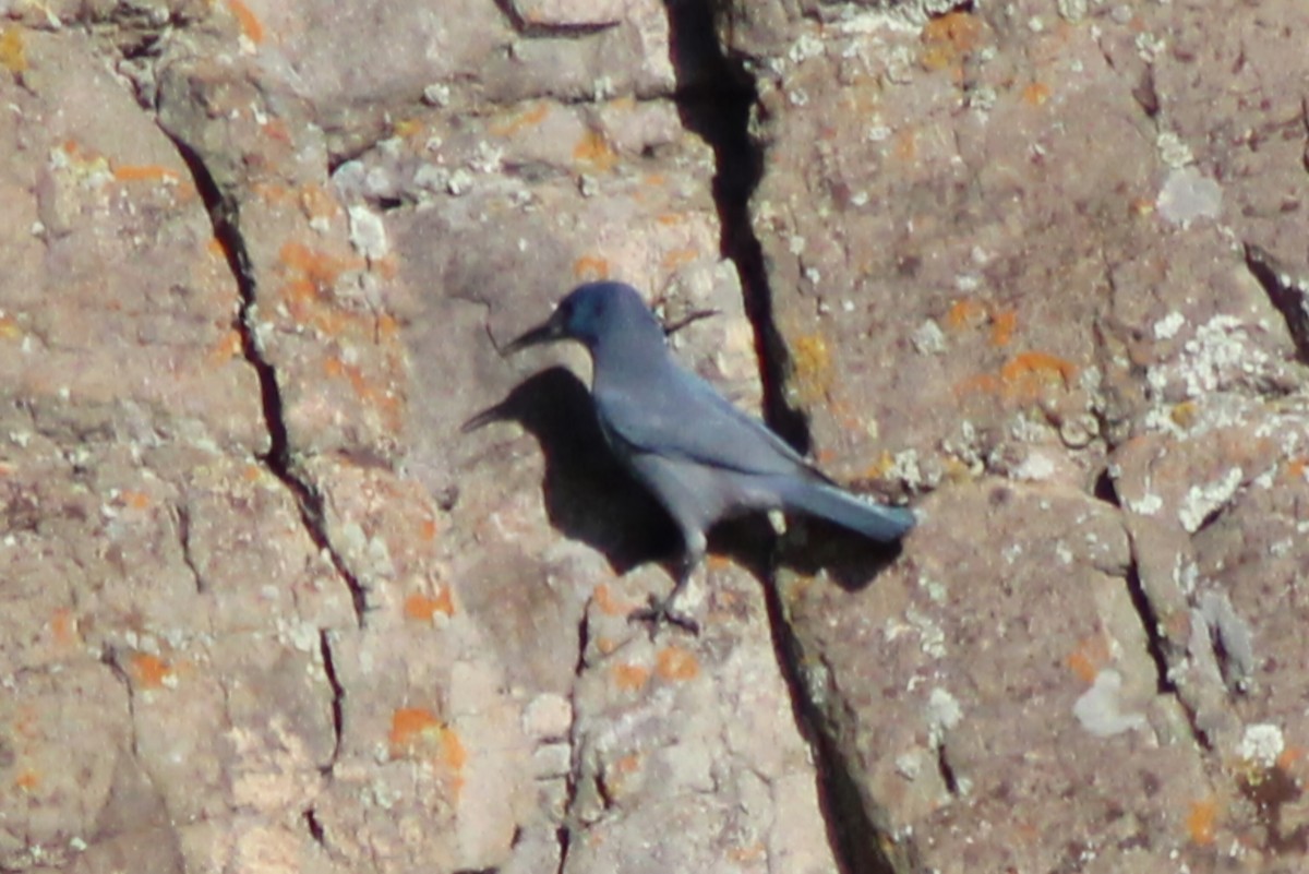 Geai des pinèdes - ML629926232