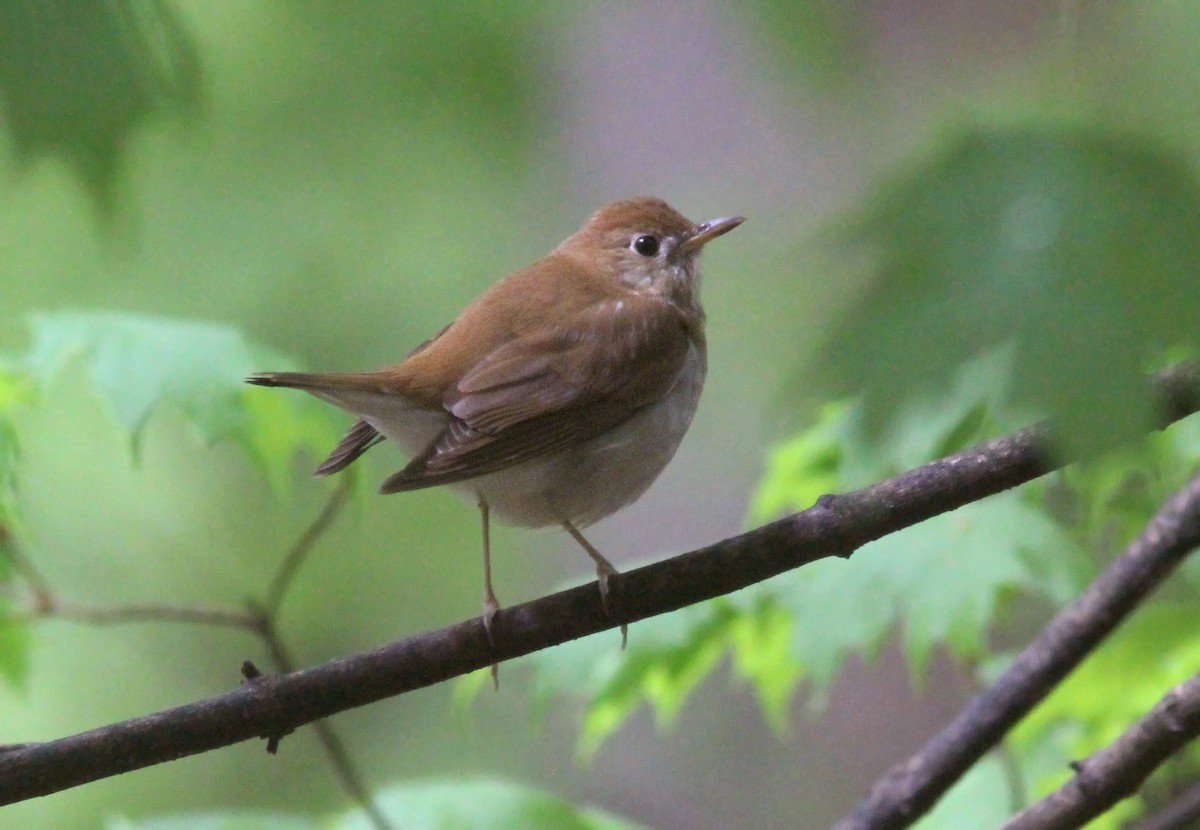 Veery - ML629926420