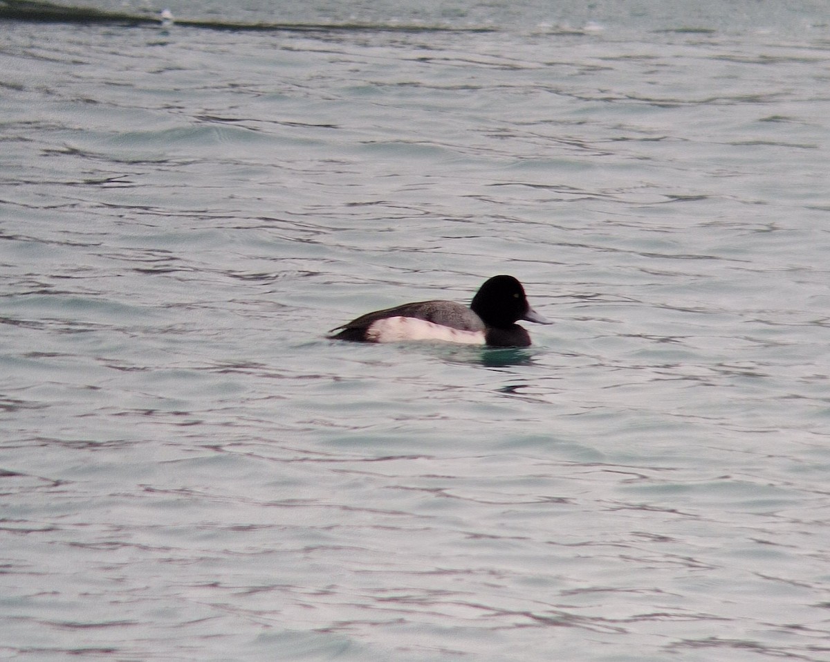 Greater Scaup - ML629926453