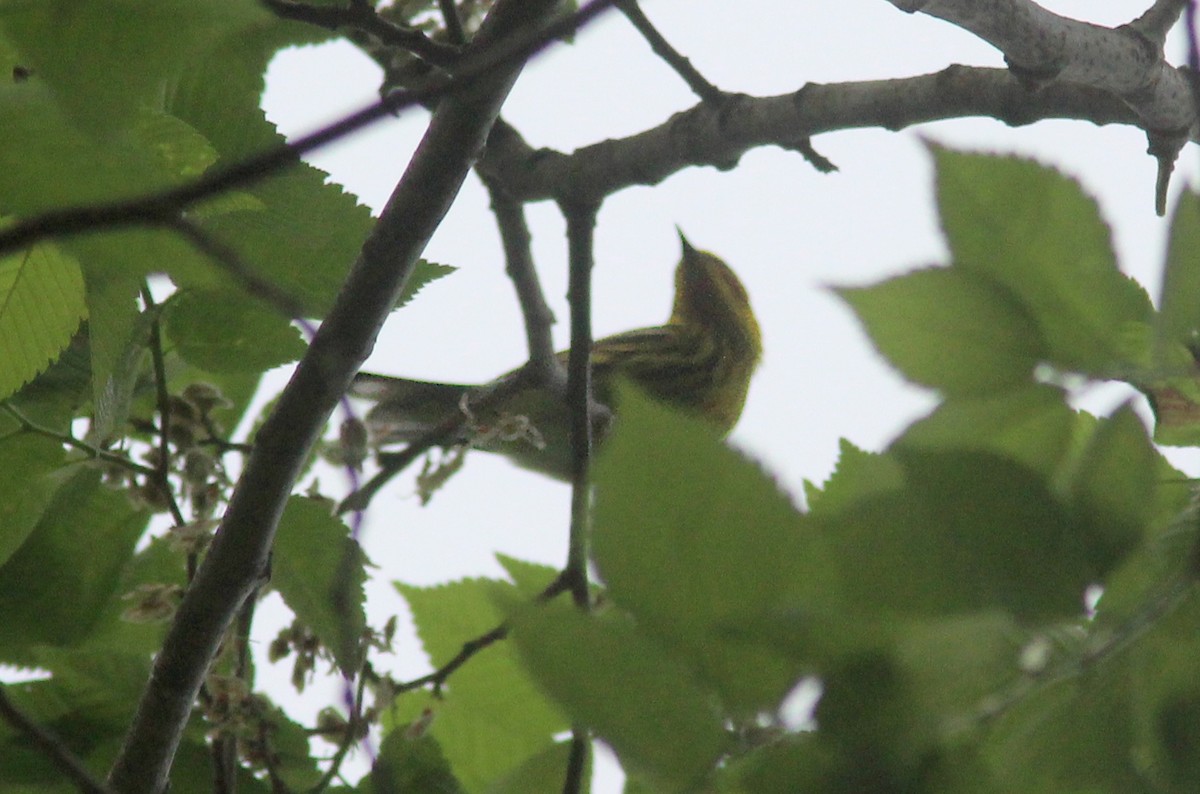 Cape May Warbler - ML629926487