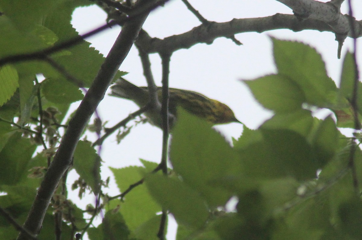 Cape May Warbler - ML629926488
