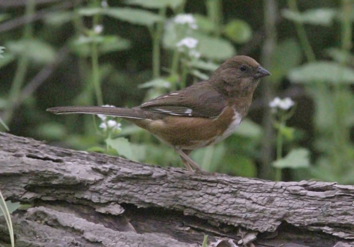 Eastern Towhee - ML629926496