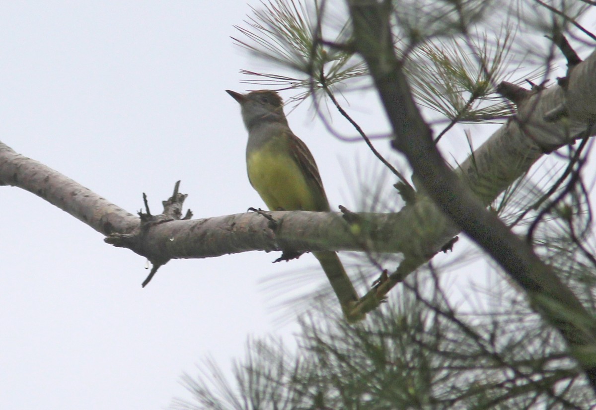 Great Crested Flycatcher - ML629926514