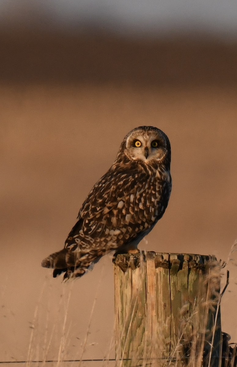 Short-eared Owl - ML629926538
