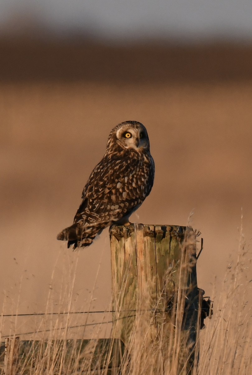 Short-eared Owl - ML629926539