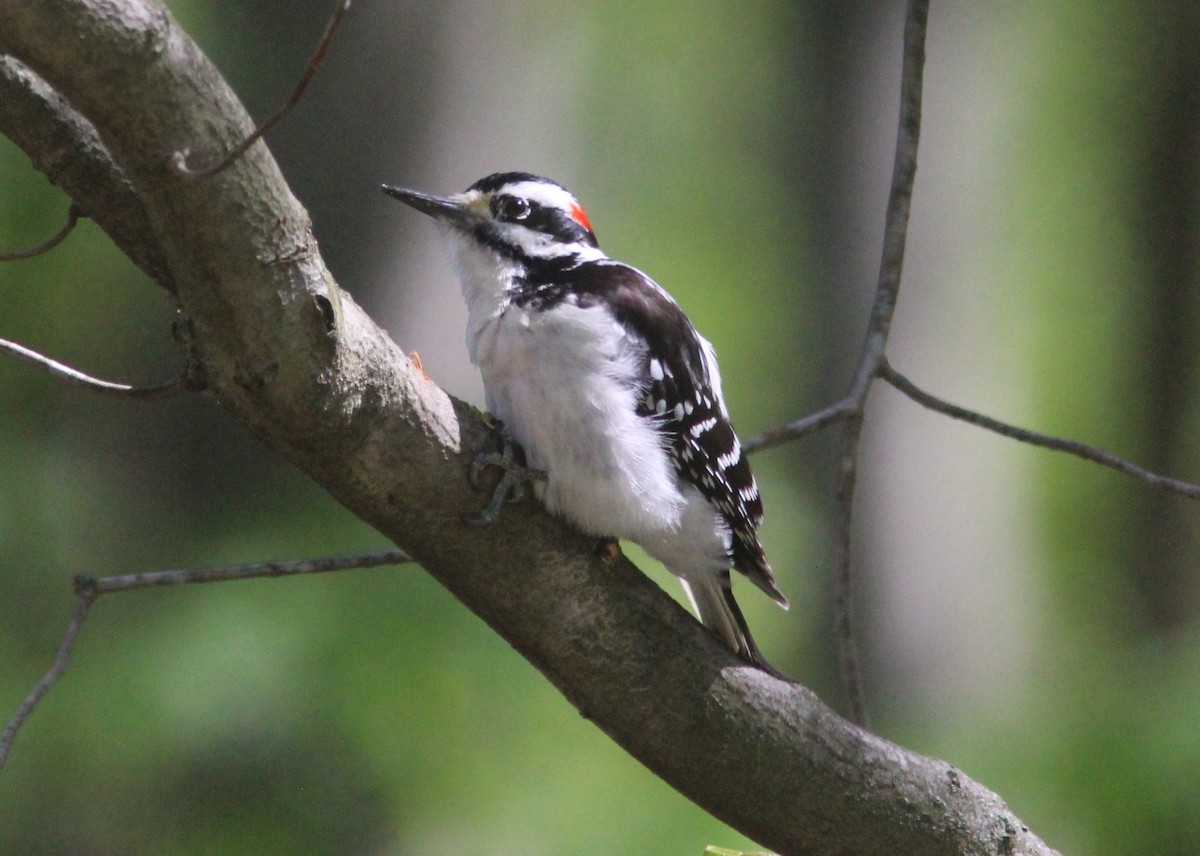Hairy Woodpecker - ML629926561