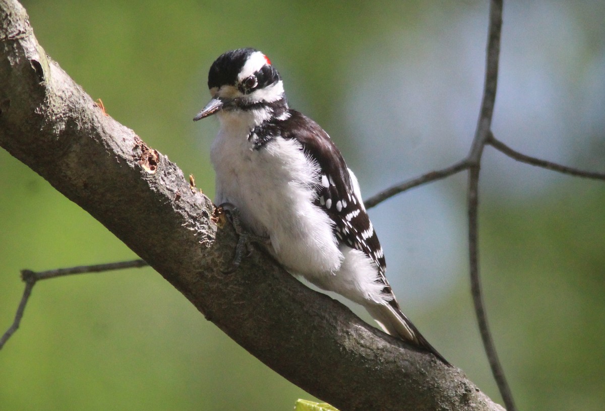 Hairy Woodpecker - ML629926562