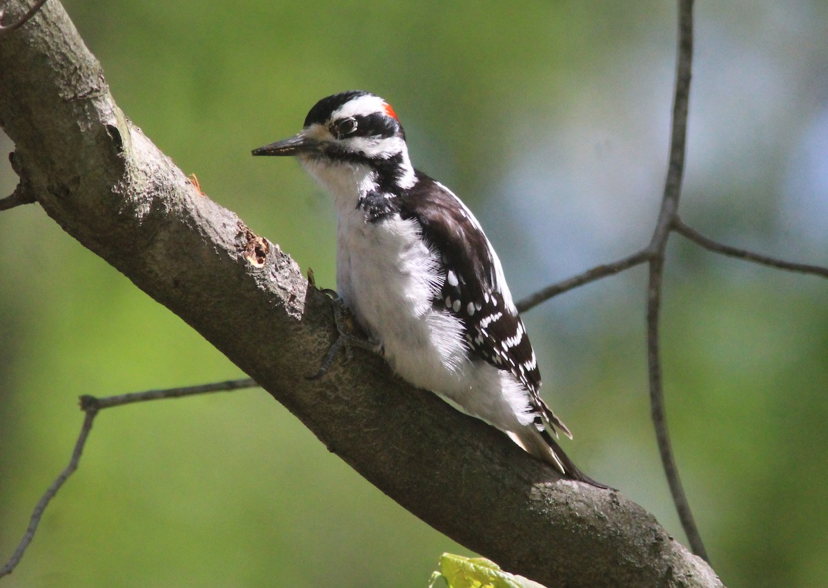 Hairy Woodpecker - ML629926564