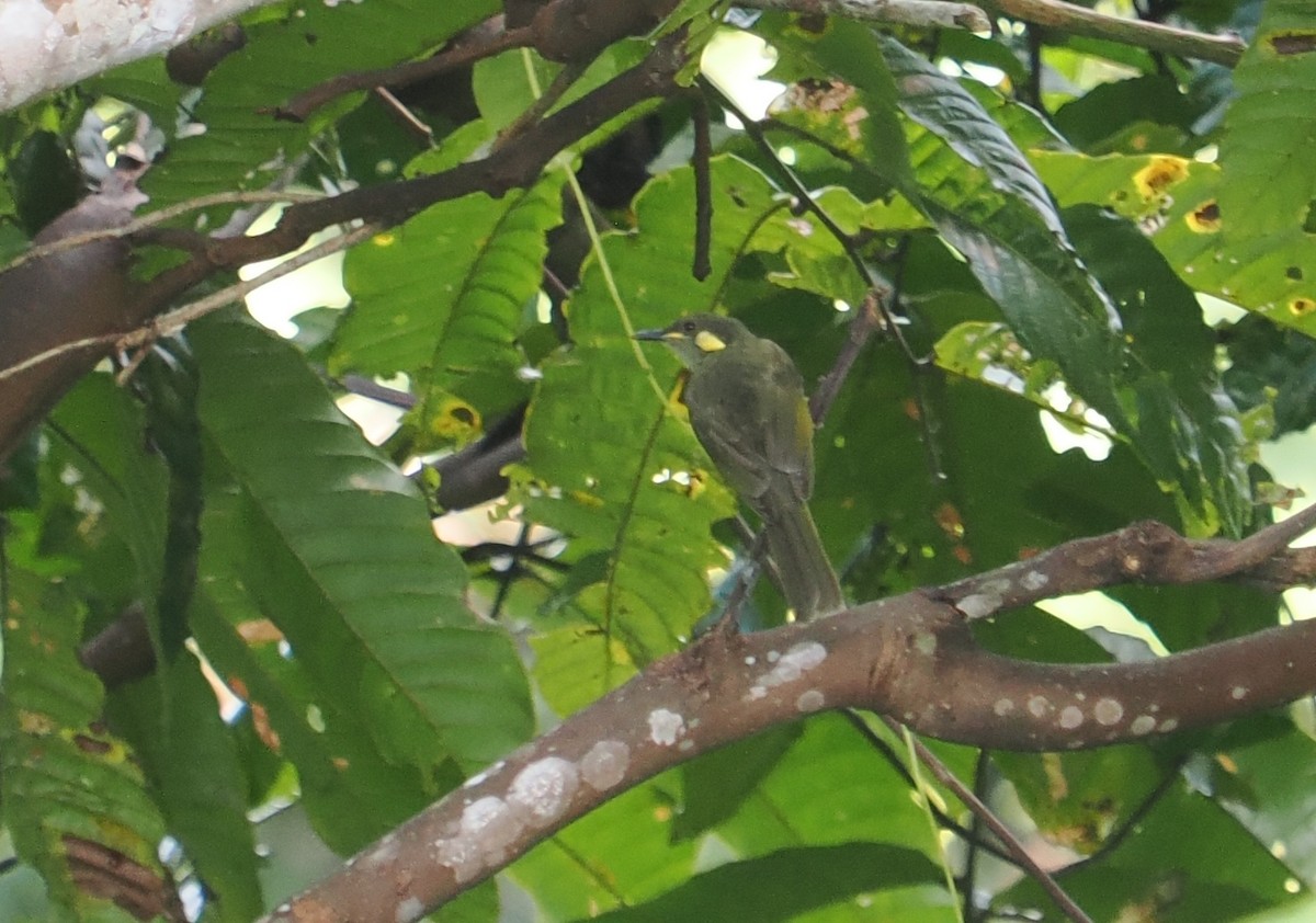 Puff-backed Honeyeater - ML629926899