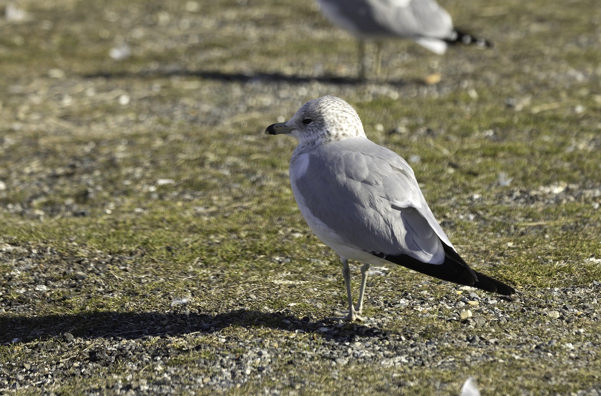 Ring-billed Gull - ML629926983