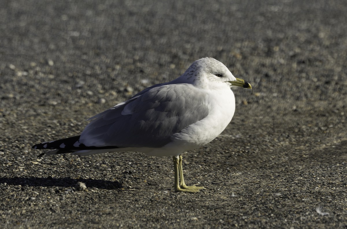 Ring-billed Gull - ML629926989