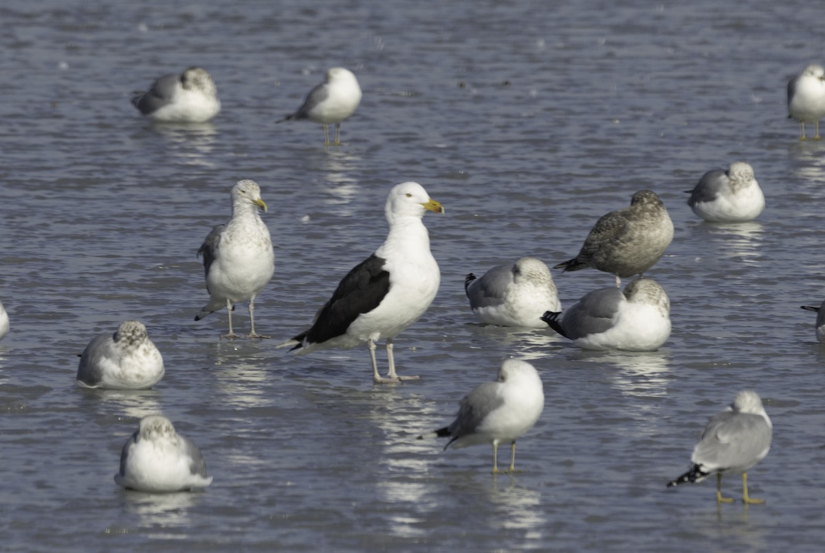 Great Black-backed Gull - ML629926994