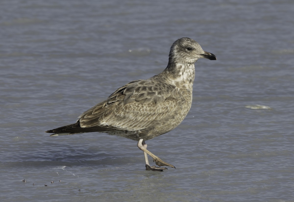 American Herring Gull - ML629926998