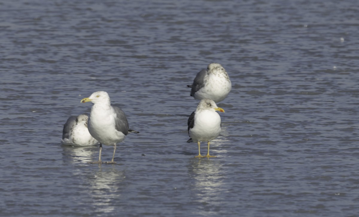 American Herring Gull - ML629926999