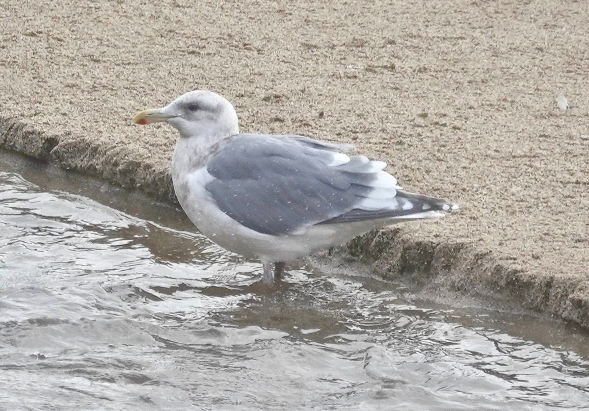 Glaucous-winged Gull - ML629927397
