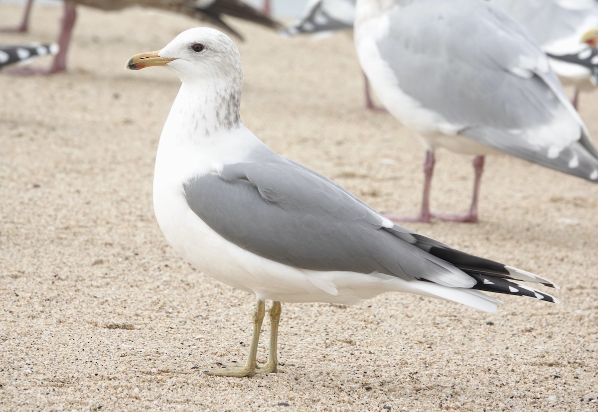 California Gull - ML629927405