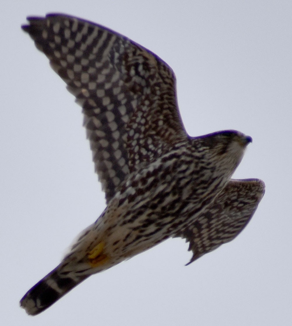 Merlin - ML629927420