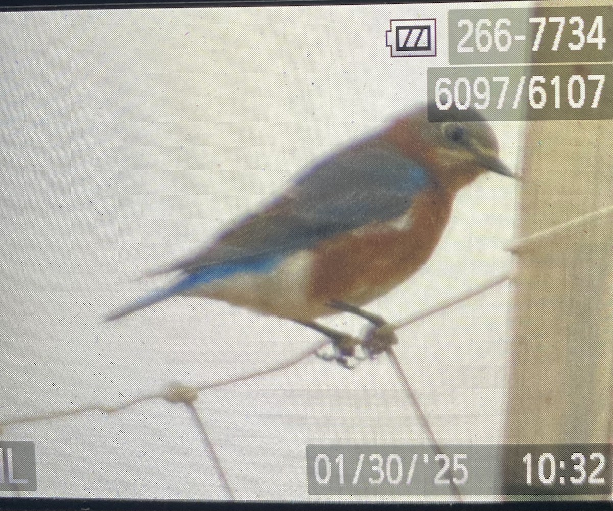 Eastern Bluebird - ML629927421