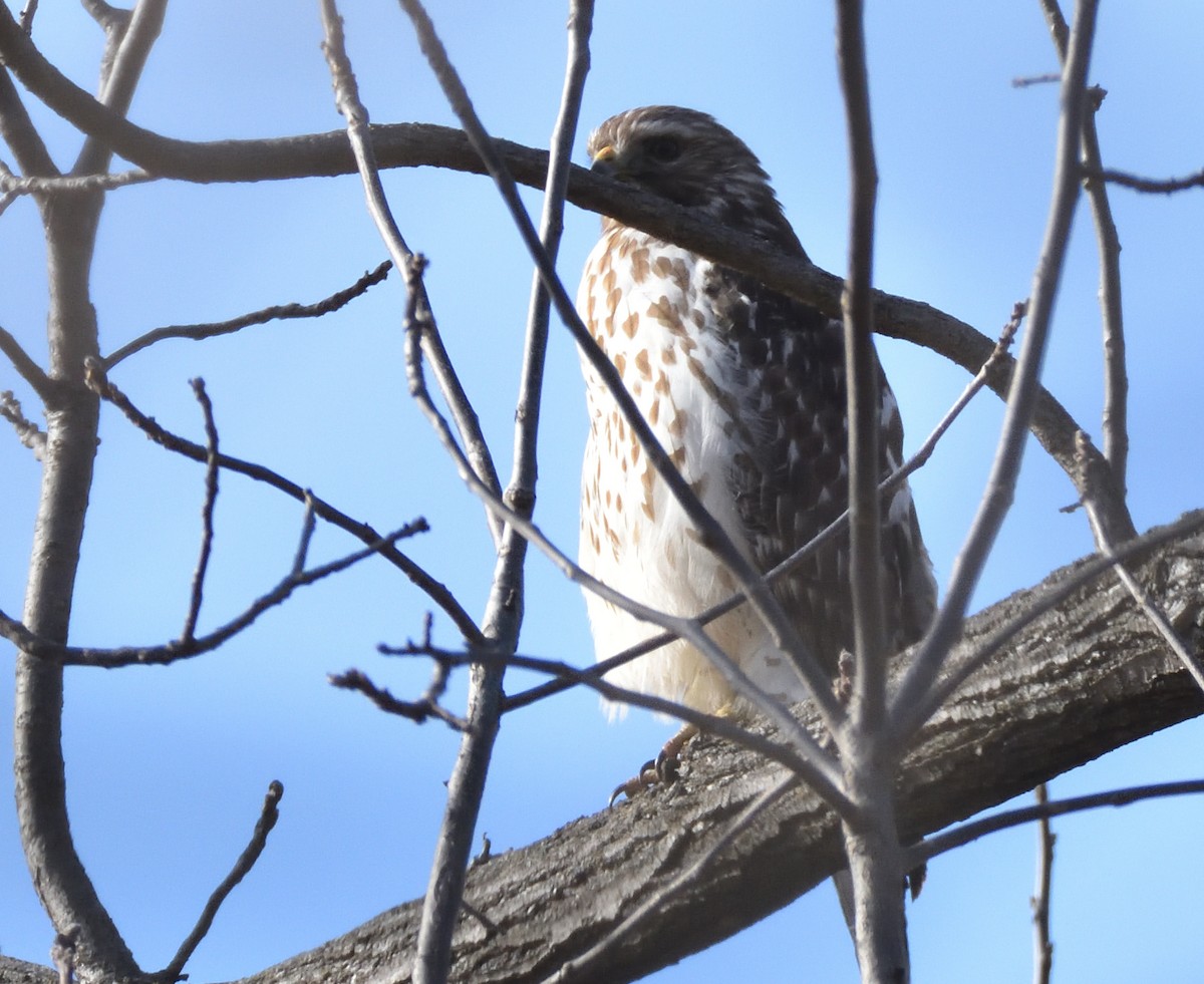 カタアカノスリ - ML629927458